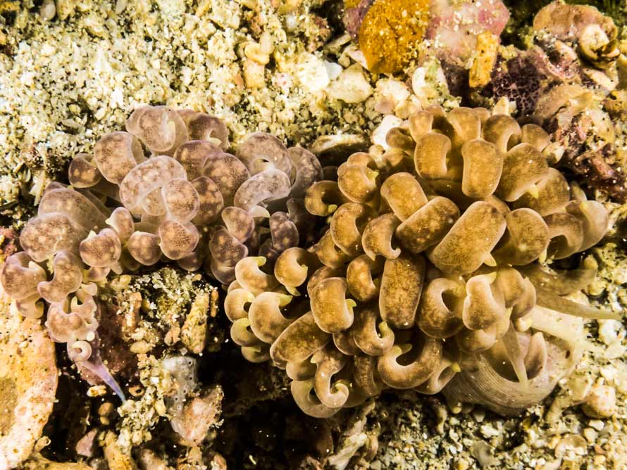 Phyllodesmium magnum